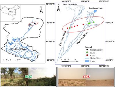 Soil Property and Plant Diversity Determine Bacterial Turnover and Network Interactions in a Typical Arid Inland River Basin, Northwest China